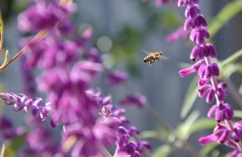 A honey bee buzzes through salvia, also known as Mexican sage. Photo: Keatley Garvey