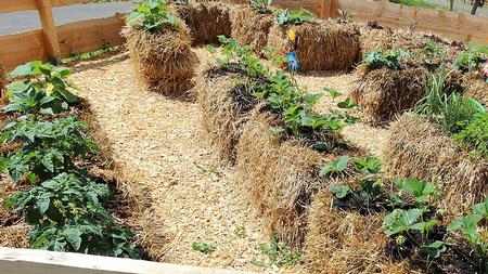 Hay vs. Straw in the Garden: Which is Better?