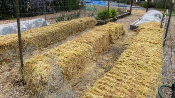Rice Straw Bales (Weed Free) - 46 x 15 x 22 - Erosion Control – Sandbaggy