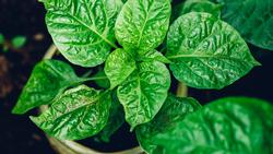 habanero-pepper-growing-in-pot-9TPEPMR