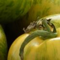 Popular Tomato Varieties for Marin County