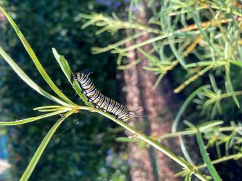 A monarch caterpillar enjoys native narrow leaf milkweed. Photo: Alice Cason
