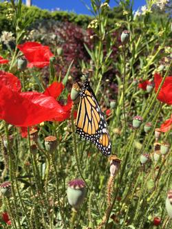 A Monarch Butterfly enjoys nectar on the way through Marin County. Photo: Alice Cason