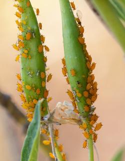 Aphids have sucking mouthparts that can cause leaf curl. They produce honeydew that can turn into black sooty mold fungus. Photo: Karen Gideon