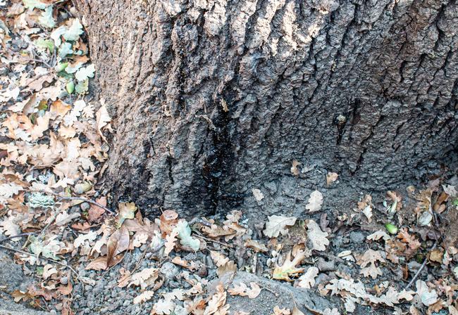 Oozing lesions in the bark were exhibited by this Valley oak, a possible symptom of Armillaria or Phytophthora fungal infection. Photo: Karen Gideon