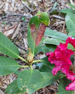 This rhododendron shows signs of Ramorum blight as the dark lesion emanates from the central vein. Photo: Karen Gideon