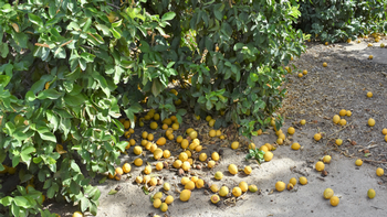 Citrus fruit drop may be due to drought stress, sudden high temperatures, low humidity, or a nitrogen deficiency. Photo courtesy UC Regents
