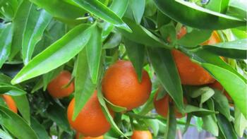 Petite 'Pixie' mandarins are small and sweet. The trees are a manageable size at 6 feet tall, and the fruit is prolific and delicious. Marie Narlock