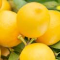 Citrus: How to Grow it Juicy, Sweet and Delicious