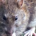 Three New (Non-toxic) Ways to Eliminate Rats