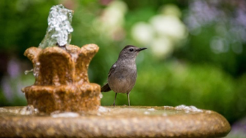 Provide a clean water source for thirsty birds and bees. Photo: Dan Wayman, Unsplash