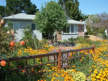 Many California native plants, including poppies, require little or no water once established. Photo: PlantMaster