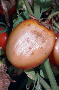 Here is an example of sunscald on a tomato. Photo: UC Regents