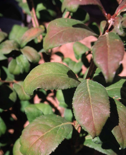 These leaves show an example of sun damage. Photo: Courtesy of UCNR Repository