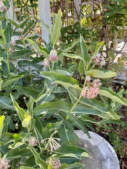 Asclepias specious “showy milkweed” thrives in the Habitat Garden. This species is a larval host for Monarch butterflies. Photo: Jane Scurich