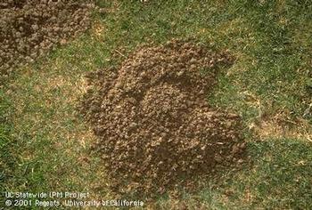 Gophers create crescent-shaped soil mounds and dig tunnels the diameter of a tennis ball. Photo: UC Regents