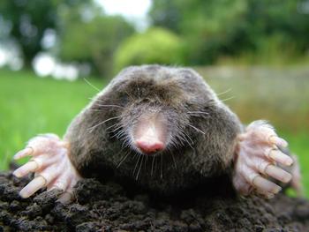 Moles live almost entirely underground and rarely eat plants, but their tunneling still causes damage. Photo: Michael David Hill