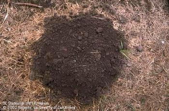 Moles leave round, volcano-shaped mounds and/or surface tunnels the diameter of a golf ball. Photo: UC Regents