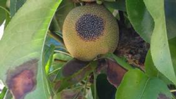 Sun damage on an Asian pear