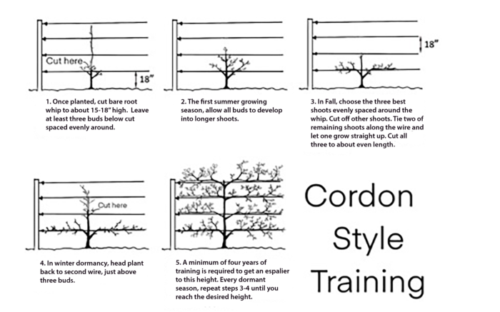 cordon-training