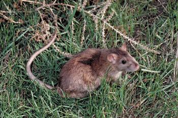 If you see this, then you have burrowing Norway rats. Photo: Jack Kelly Clark, UC Regents.