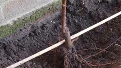 Plant bare root plants with the graft union at least 2-4 inches above soil level.