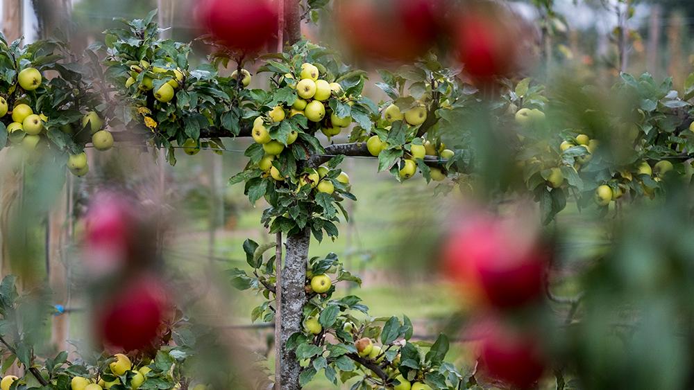 apple-trees-in-an-organic-orchard-garden-in-autumn-TUHRXMD