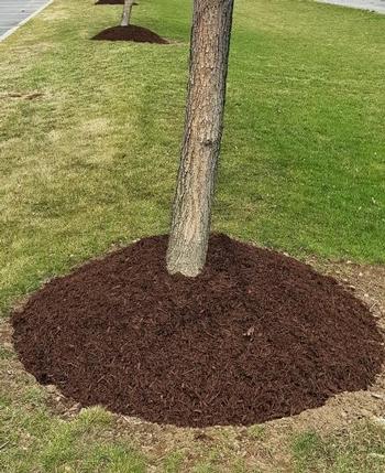 Example of volcano mulching – don't do this! Photo: David Russell, Cornell Cooperative Extension