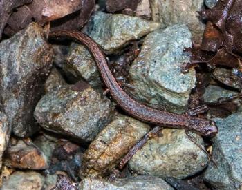 Salamanders eat beetles and mites. Photo: Karen Gideon