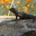Invite Amphibians and Reptiles into the Garden? Absolutely!
