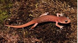 arboreal salamander 250px