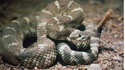Rattlesnake 250px