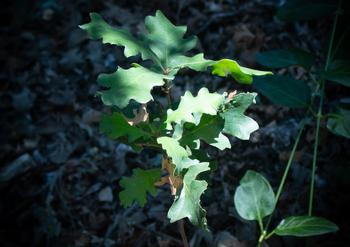 Consider letting an oak baby tree growing from acorns on your property continue to thrive as an eventual replacement tree. Photo: Karen Gideon