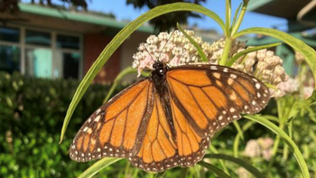Plant milkweed and Monarchs will come. This female Monarch feeds on nectar from the flowers. She lays eggs on the host plant. Photo: Alice Cason