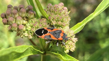 This seed-eating Western Smalll Milkweed Bug has the same orange and black colors as the Monarch butterfly to ward off predators. Photo: Alice Cason