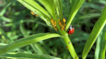 A lady beetle ready for an aphid lunch. Aphids secrete honeydew which attract ants, and ants protect the aphids from predators. Photo: Alice Cason