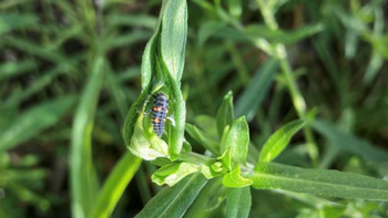 The lady bug larva looks like a orange and black alligator, but can consume many aphids while making a complete metamorphosis. Photo: Alice Cason