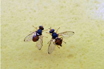 The male olive fruit fly is pictured on the left and female olive fruit fly is on the right. Photo: Andrew John Jessup/IAEA