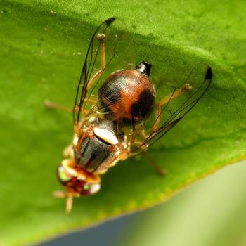 The olive fruit fly may produce up to six generations a year and wreak havoc on the fruit crops of olive trees. Photo: Flicker.com