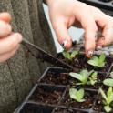 October 2021: Seedling Transplanting Tips