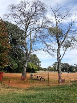 Two trees dying due to drought Corte Madera Town Park October 2021. Photo: Martha Proctor