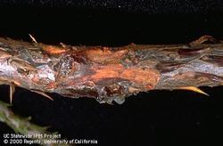 Bot attacks many species of woody plants when they’re stressed including this Giant Sequoia. Photo: UC Regents
