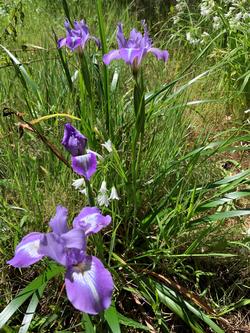 Native plants like pacific iris can flourish without any irrigation. Photo: James Campbell