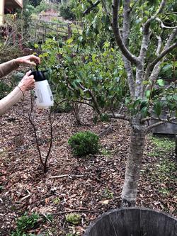 November is the month to begin to spray deciduous fruit trees. Photo: Martha Proctor