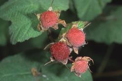 Thimbleberry are are relatives of the blackberry. Photo: UCANR