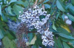 Elderberry is easy to grow. Photo: UCANR