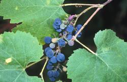 California wild grape is a deciduous vine that is attractive year round. Photo: UCANR