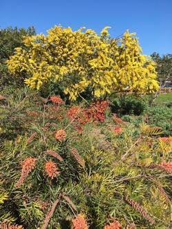 Harvey’s Garden in Tiburon showcases drought-tolerant California natives and Mediterranean plants. Photo: Carol Felton