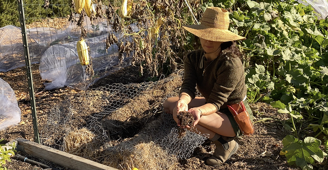 UC Marin Master Gardener Stephanie Scarpullo gathering composted straw from our straw bales. L Stiles
