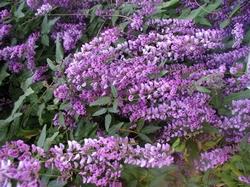 Hardenbergia comptoniana was named for Countess von Hardenberg, sister of a 19th century patron of botany. Photo: PlantMaster